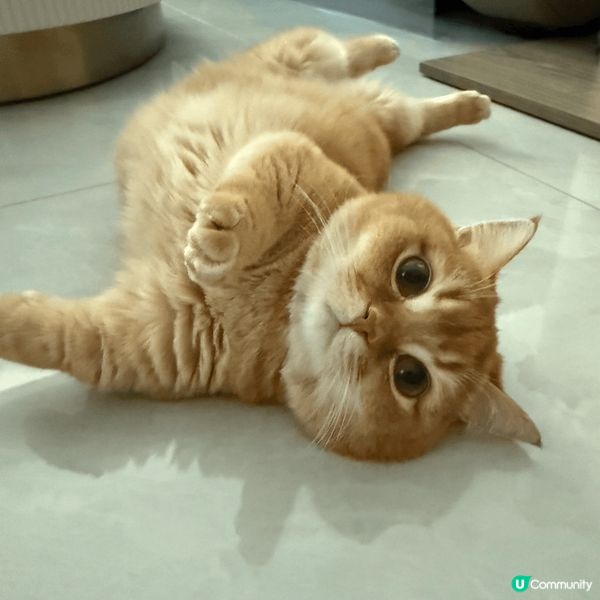 活潑好動既金金，古靈精怪又傻下傻下