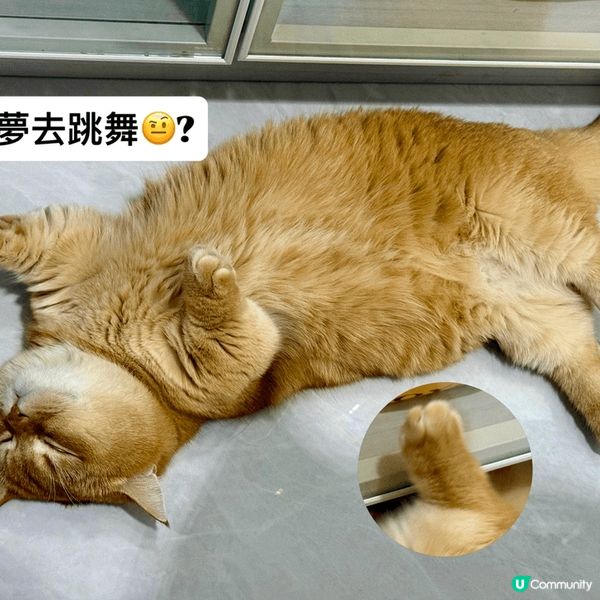 活潑好動既金金，古靈精怪又傻下傻下