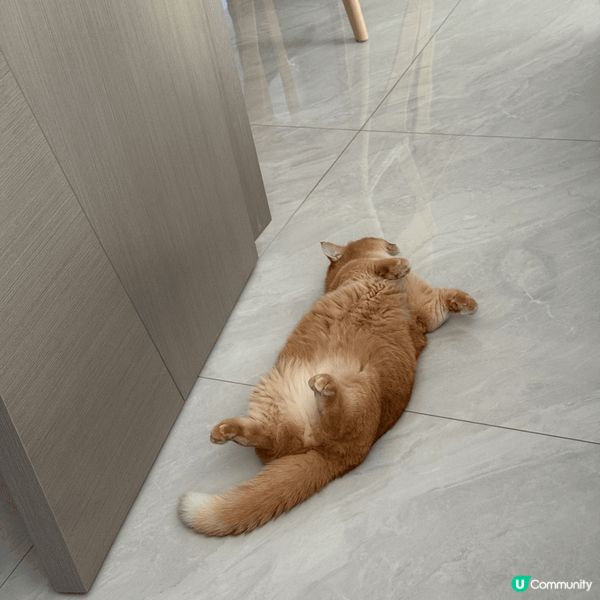 活潑好動既金金，古靈精怪又傻下傻下