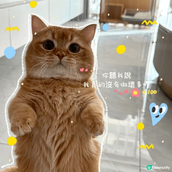 活潑好動既金金，古靈精怪又傻下傻下