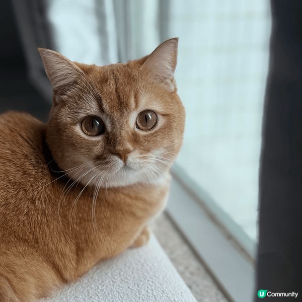 活潑好動既金金，古靈精怪又傻下傻下