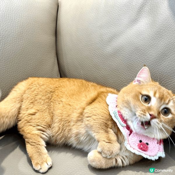 活潑好動既金金，古靈精怪又傻下傻下