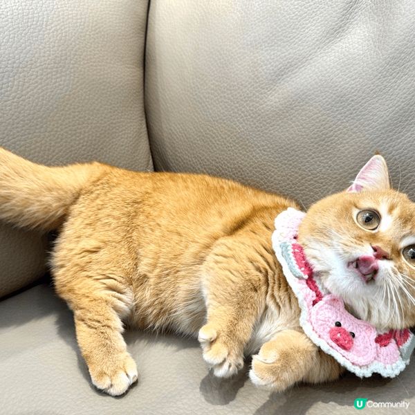 活潑好動既金金，古靈精怪又傻下傻下