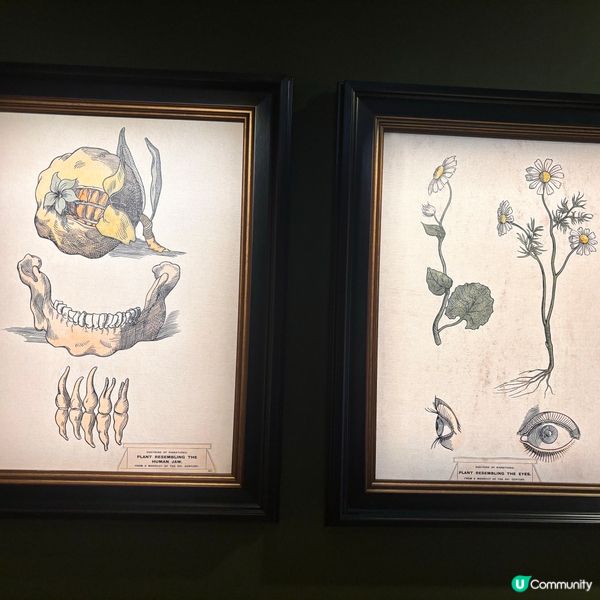 香港/北角油街藝術展：花園之旅🌿！免費入場！