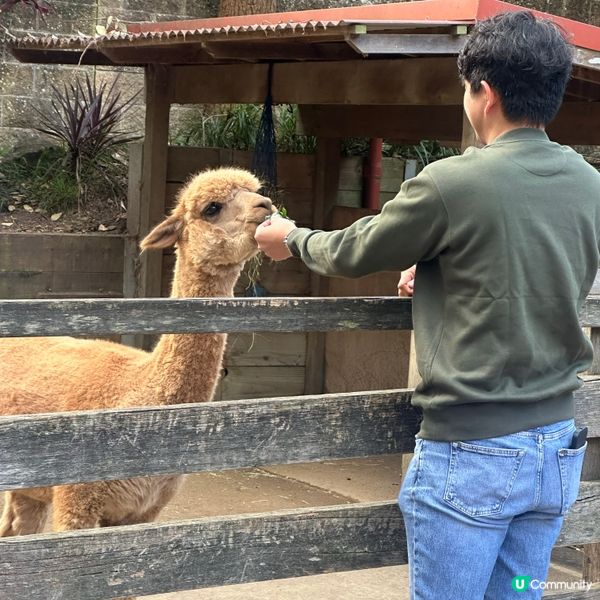 悉尼動物園遊記！4小時都未夠喉 🦁🐨🦘