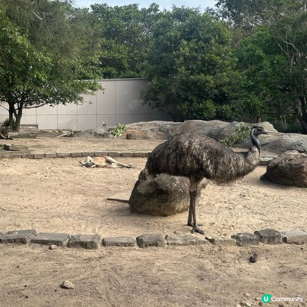 悉尼動物園遊記！4小時都未夠喉 🦁🐨🦘