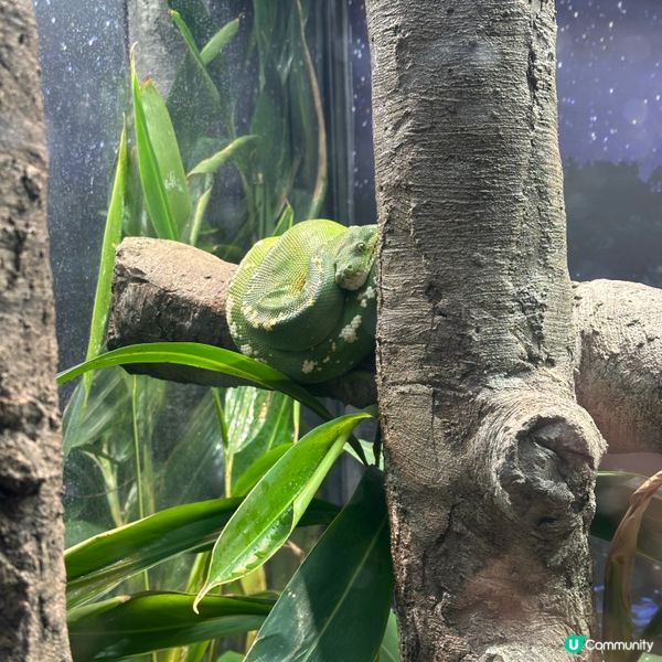 悉尼動物園遊記！4小時都未夠喉 🦁🐨🦘