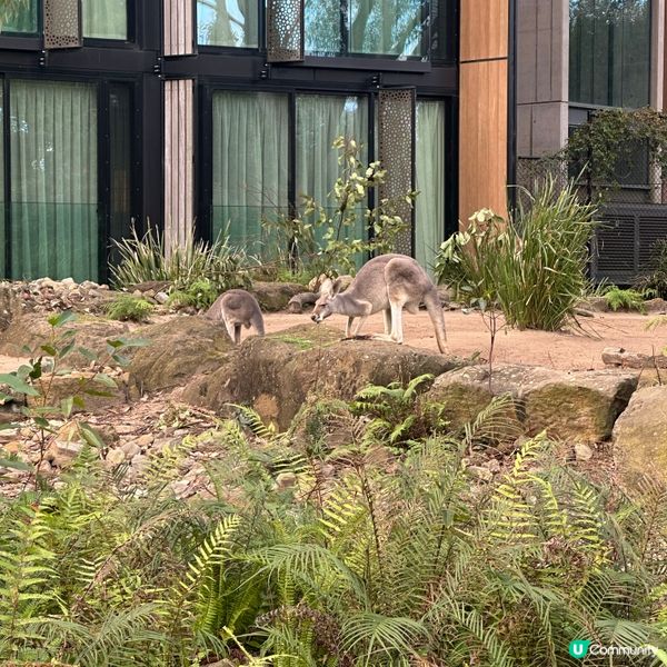 悉尼動物園遊記！4小時都未夠喉 🦁🐨🦘