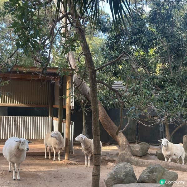 悉尼動物園遊記！4小時都未夠喉 🦁🐨🦘