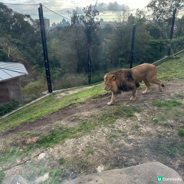 悉尼動物園遊記！4小時都未夠喉 🦁🐨🦘