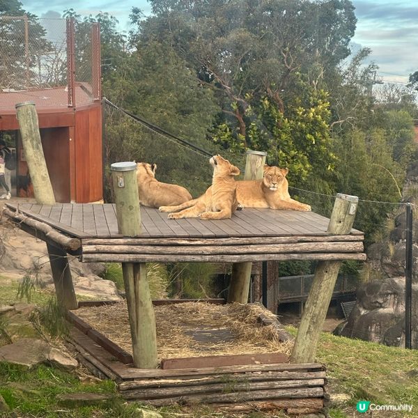 悉尼動物園遊記！4小時都未夠喉 🦁🐨🦘