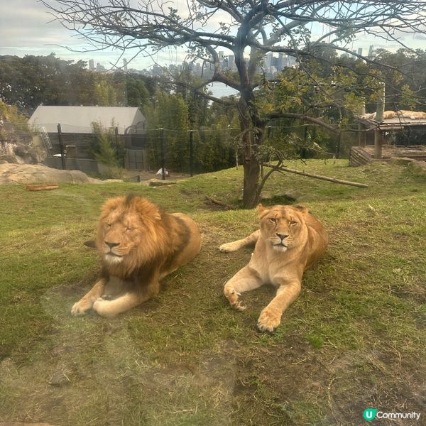 悉尼動物園遊記！4小時都未夠喉 🦁🐨🦘
