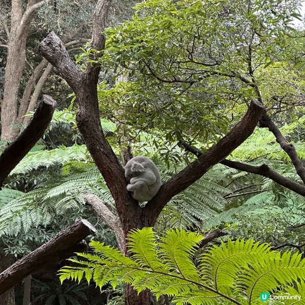 悉尼動物園遊記！4小時都未夠喉 🦁🐨🦘
