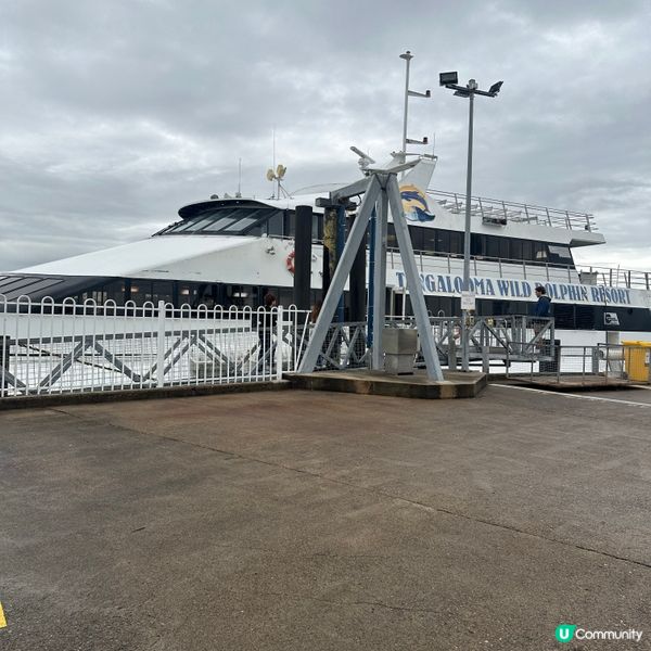 澳洲Brisbane摩頓島