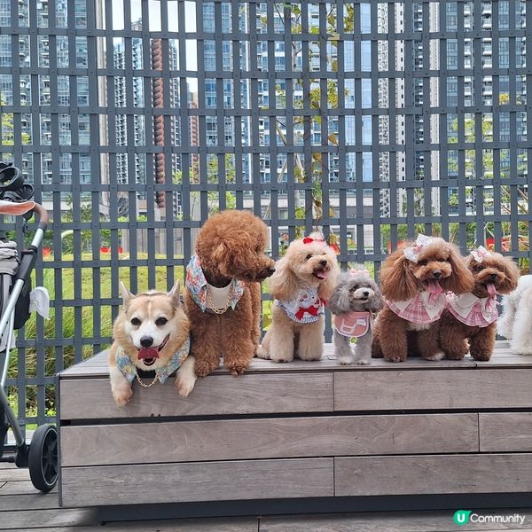 中秋帶毛孩去邊？西九嘉年華！🐶🌕