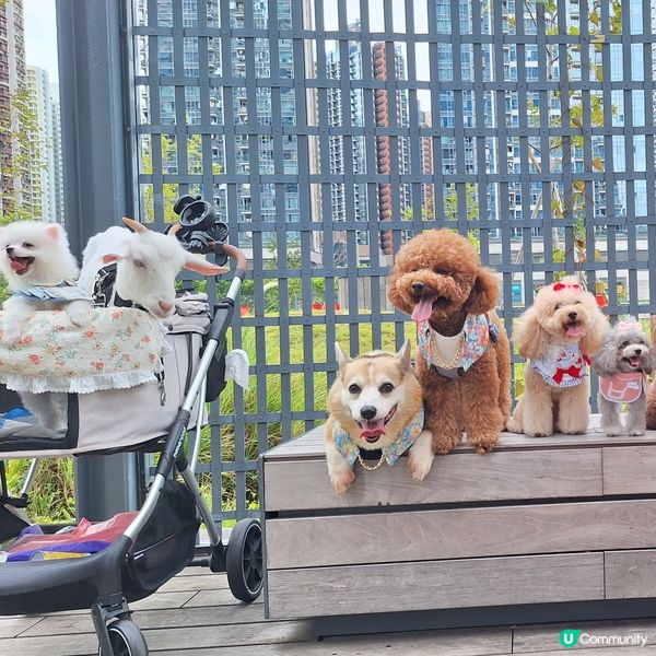 中秋帶毛孩去邊？西九嘉年華！🐶🌕