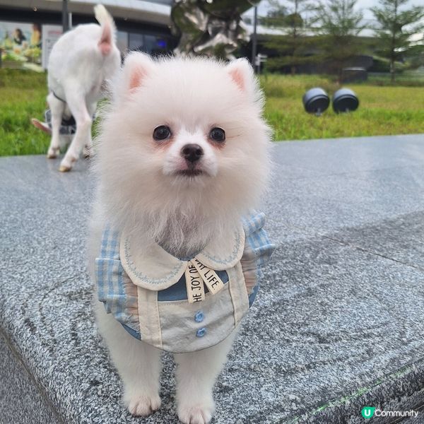 中秋帶毛孩去邊？西九嘉年華！🐶🌕