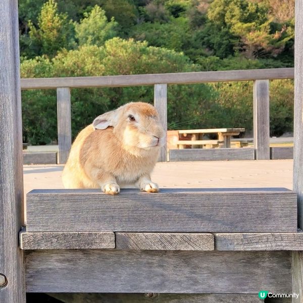 大久野島兔仔島！🐰 療癒之旅等你嚟！🌊