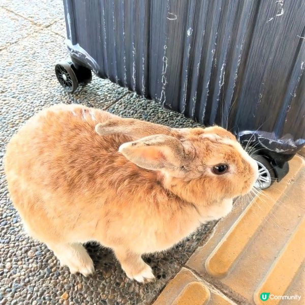 大久野島兔仔島！🐰 療癒之旅等你嚟！🌊