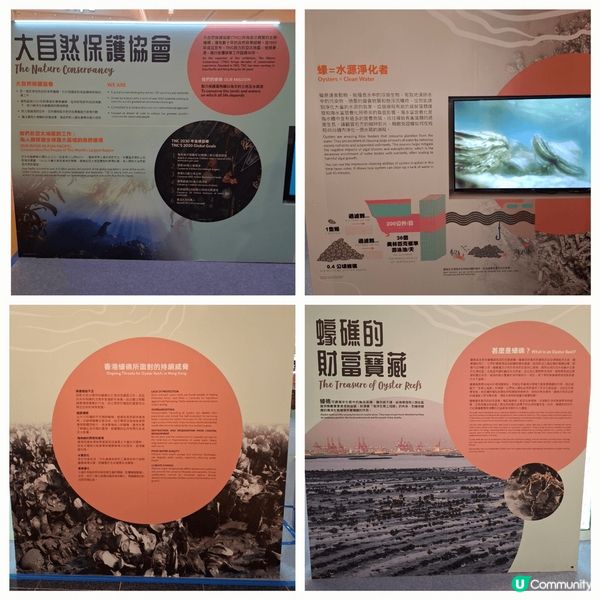 介紹香港蠔不同種類及產品，加強宣傳推世界不同保育貝殼重要性及...