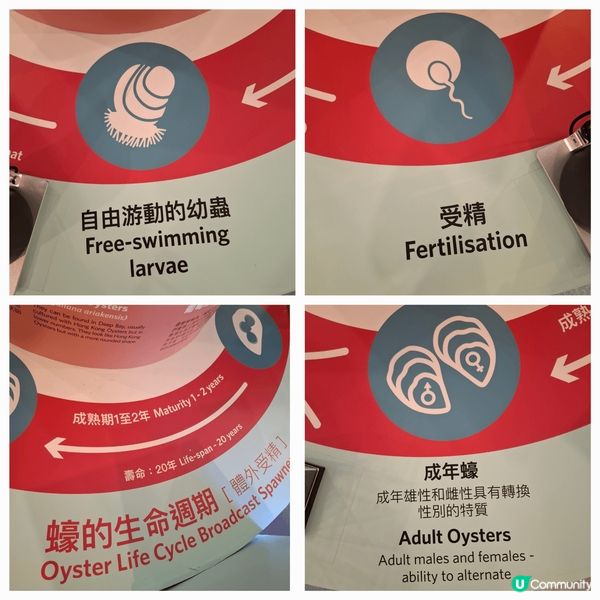 介紹香港蠔不同種類及產品，加強宣傳推世界不同保育貝殼重要性及...