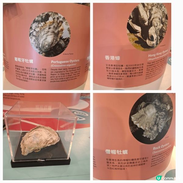 介紹香港蠔不同種類及產品，加強宣傳推世界不同保育貝殼重要性及...
