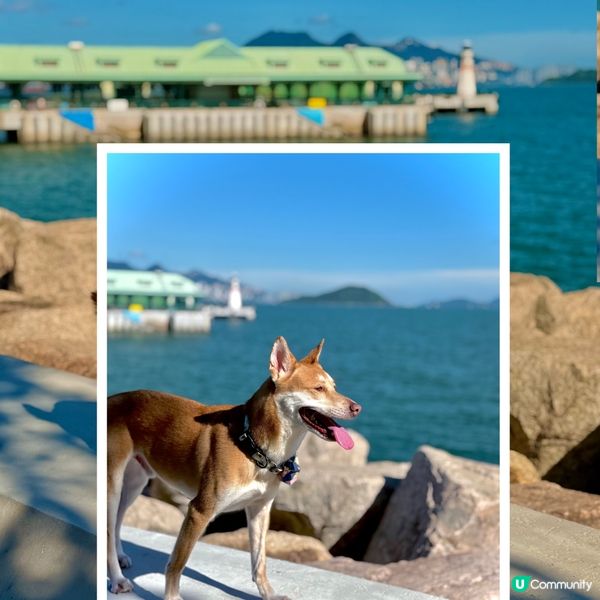 ❤️假日放電好去處🤩適合小朋友👍放狗👍親子樂🌟