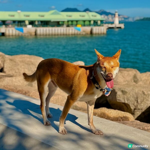 ❤️假日放電好去處🤩適合小朋友👍放狗👍親子樂🌟