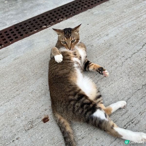 📍梅窩📍假日小出走Cafe🍵