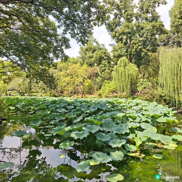 ✨️蘇洲大型園林拙政園📸熱門旅遊打卡景點介紹和分享🥰