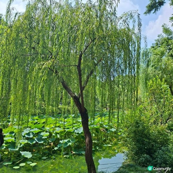 ✨️蘇洲大型園林拙政園📸熱門旅遊打卡景點介紹和分享🥰