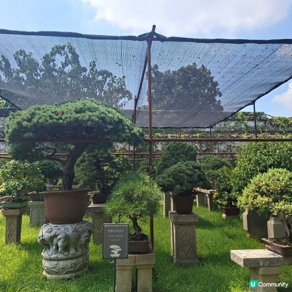 ✨️蘇洲大型園林拙政園📸熱門旅遊打卡景點介紹和分享🥰