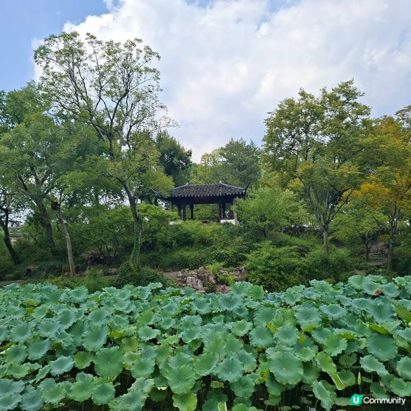 ✨️蘇洲大型園林拙政園📸熱門旅遊打卡景點介紹和分享🥰