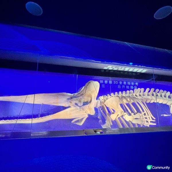 廈門/廈門海底世界🌊！親子必去！🐠