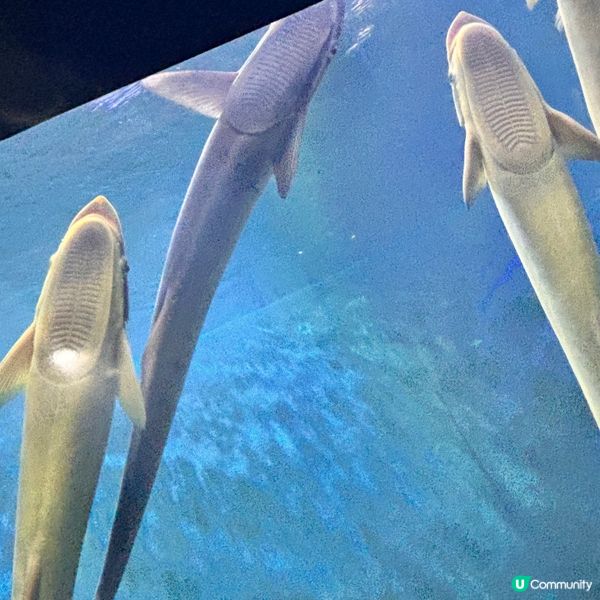 廈門/廈門海底世界🌊！親子必去！🐠