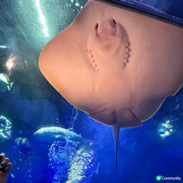 廈門/廈門海底世界🌊！親子必去！🐠