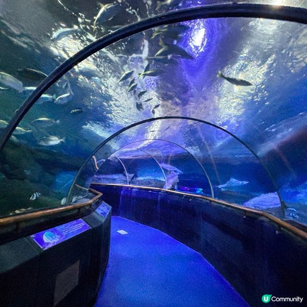 廈門/廈門海底世界🌊！親子必去！🐠