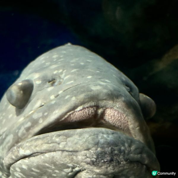 廈門/廈門海底世界🌊！親子必去！🐠