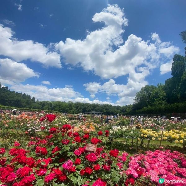東京行到悶第二篇?😁調布市好有趣!!👻👹
