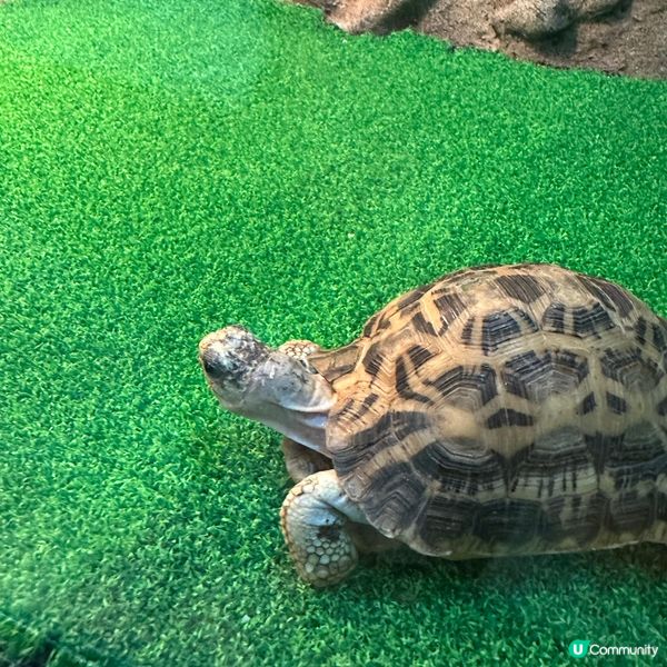 免費睇爬蟲🦎帶仔女放電！