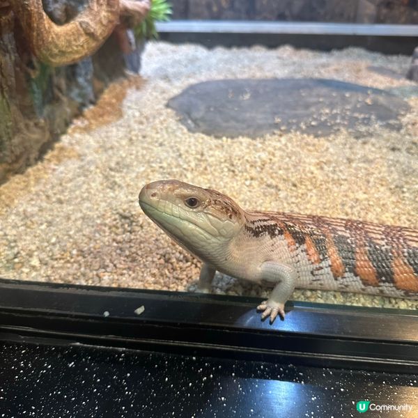 免費睇爬蟲🦎帶仔女放電！