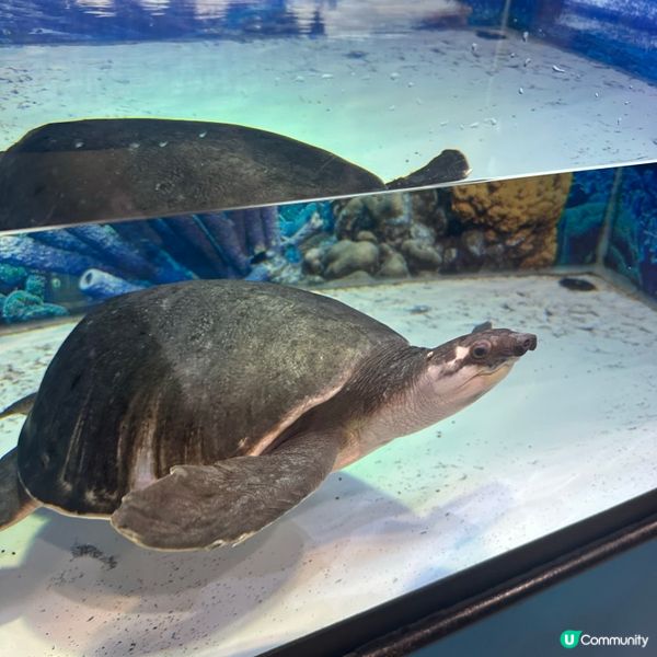 免費睇爬蟲🦎帶仔女放電！