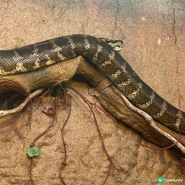 免費睇爬蟲🦎帶仔女放電！