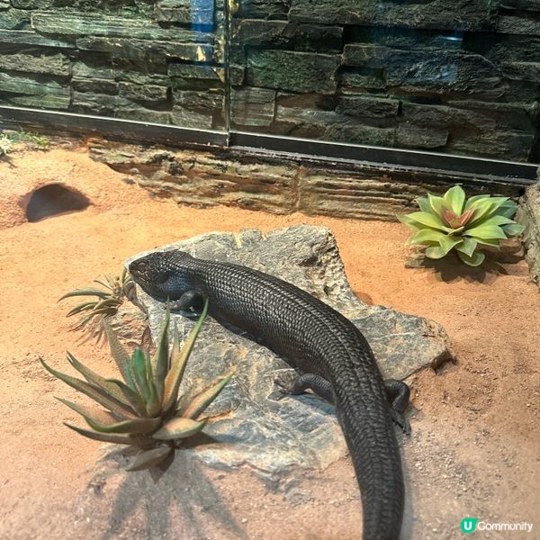 免費睇爬蟲🦎帶仔女放電！