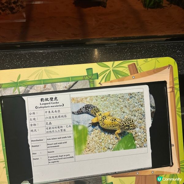 免費睇爬蟲🦎帶仔女放電！