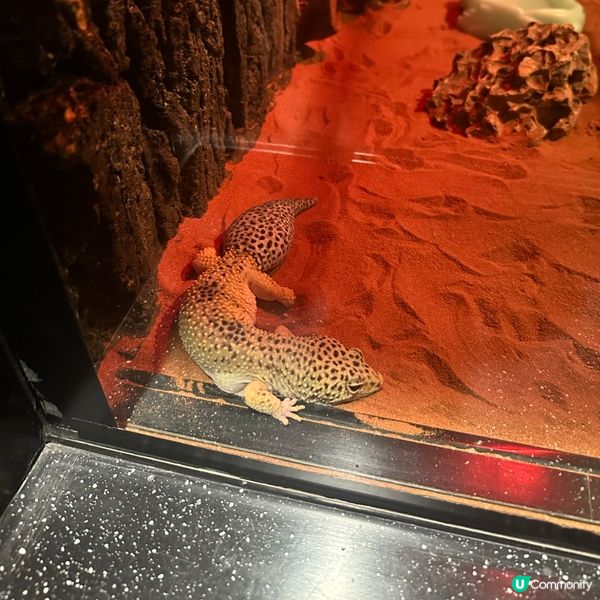 免費睇爬蟲🦎帶仔女放電！