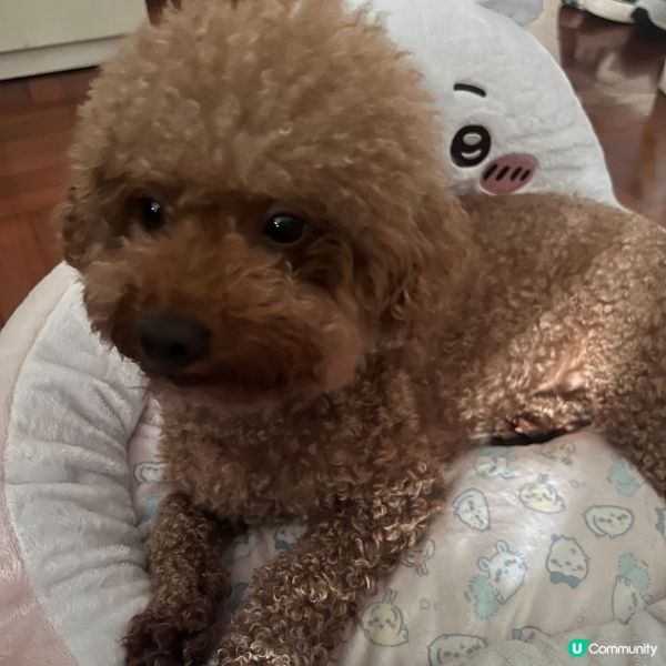 Chiikawa 寵物床系列登場🛏️主子瞓到冧晒😍