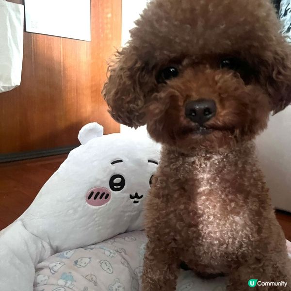 Chiikawa 寵物床系列登場🛏️主子瞓到冧晒😍