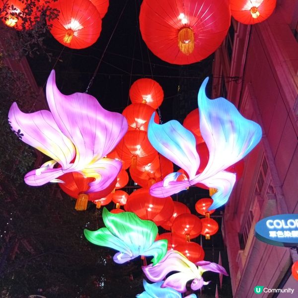 利東街「喜魚映花月」燈籠海🏮✨快啲去打卡！