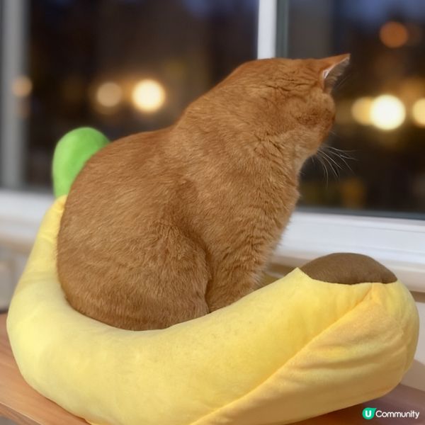 超可愛香蕉貓床🍌